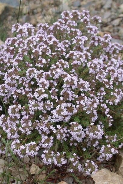 Чебрець Thymus vulgaris цвітіння